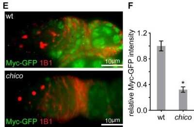 Immunohistochemical Staining of GFP in WT and Mutant Drosophila Ovary